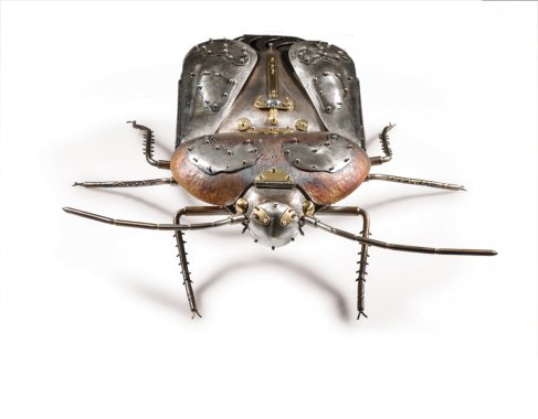 Elizabeth Goluch  Harlequin Bug