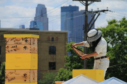 Kristy Allen beekeeping