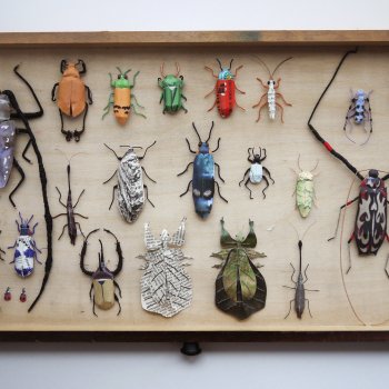 Kate Kato Insect Drawer