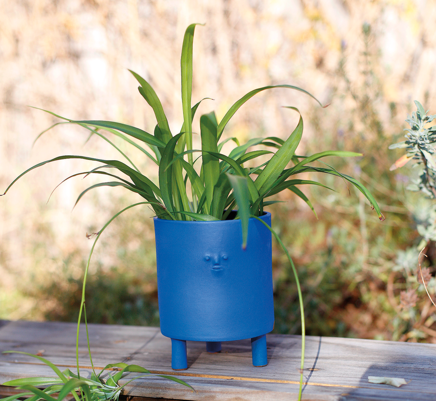 Blue mini-planter with a face