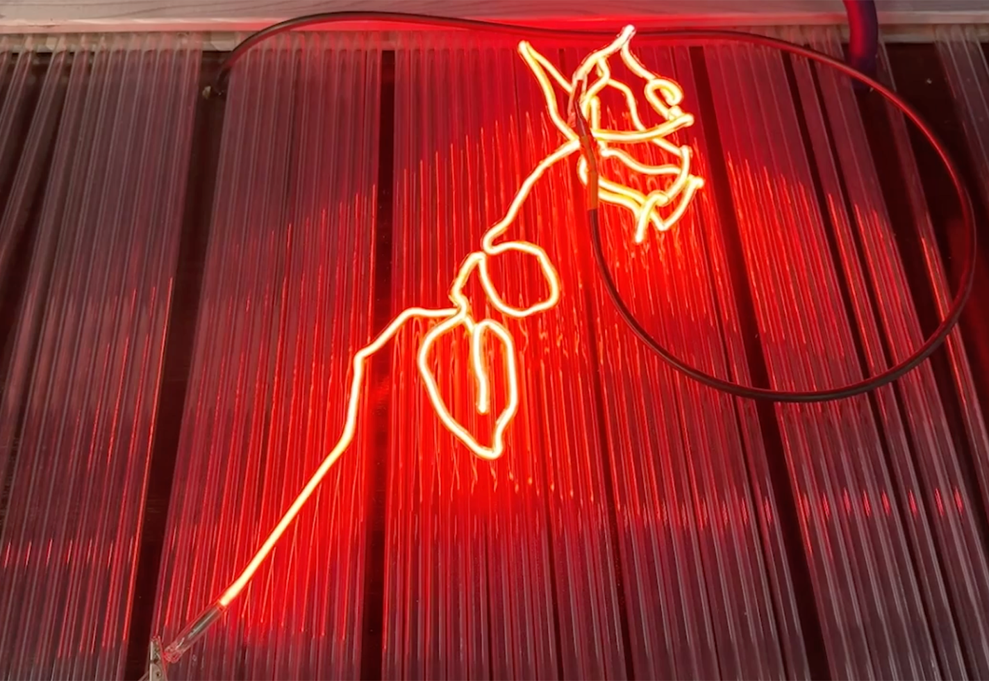 Neon rose
