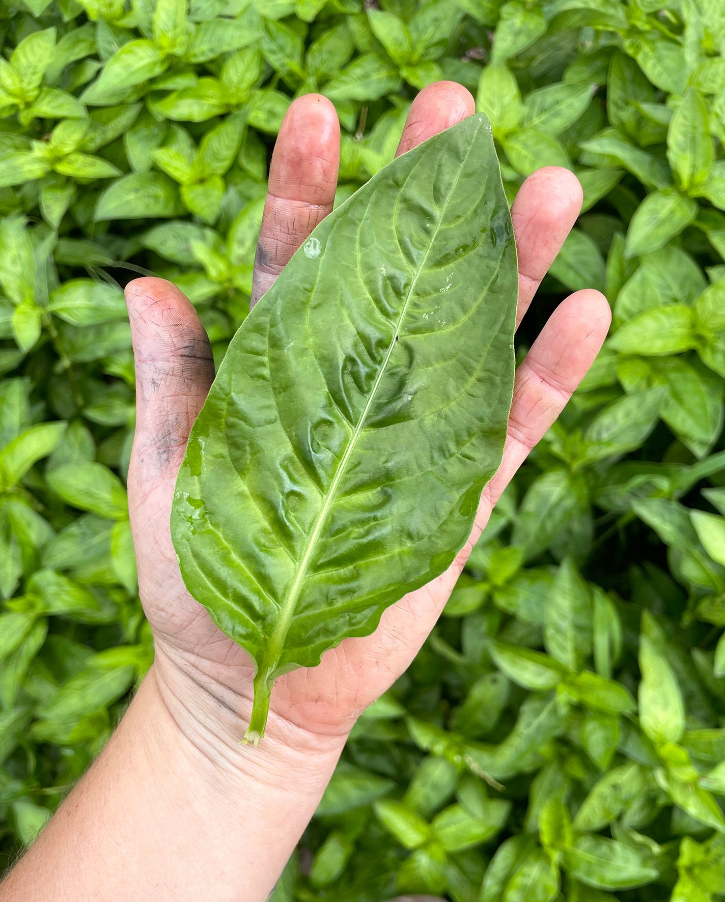 Japanese indigo (Persicaria tinctoria) leaf.